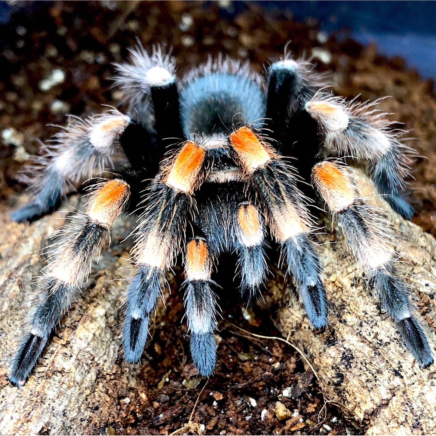 Premium Spider Substrate