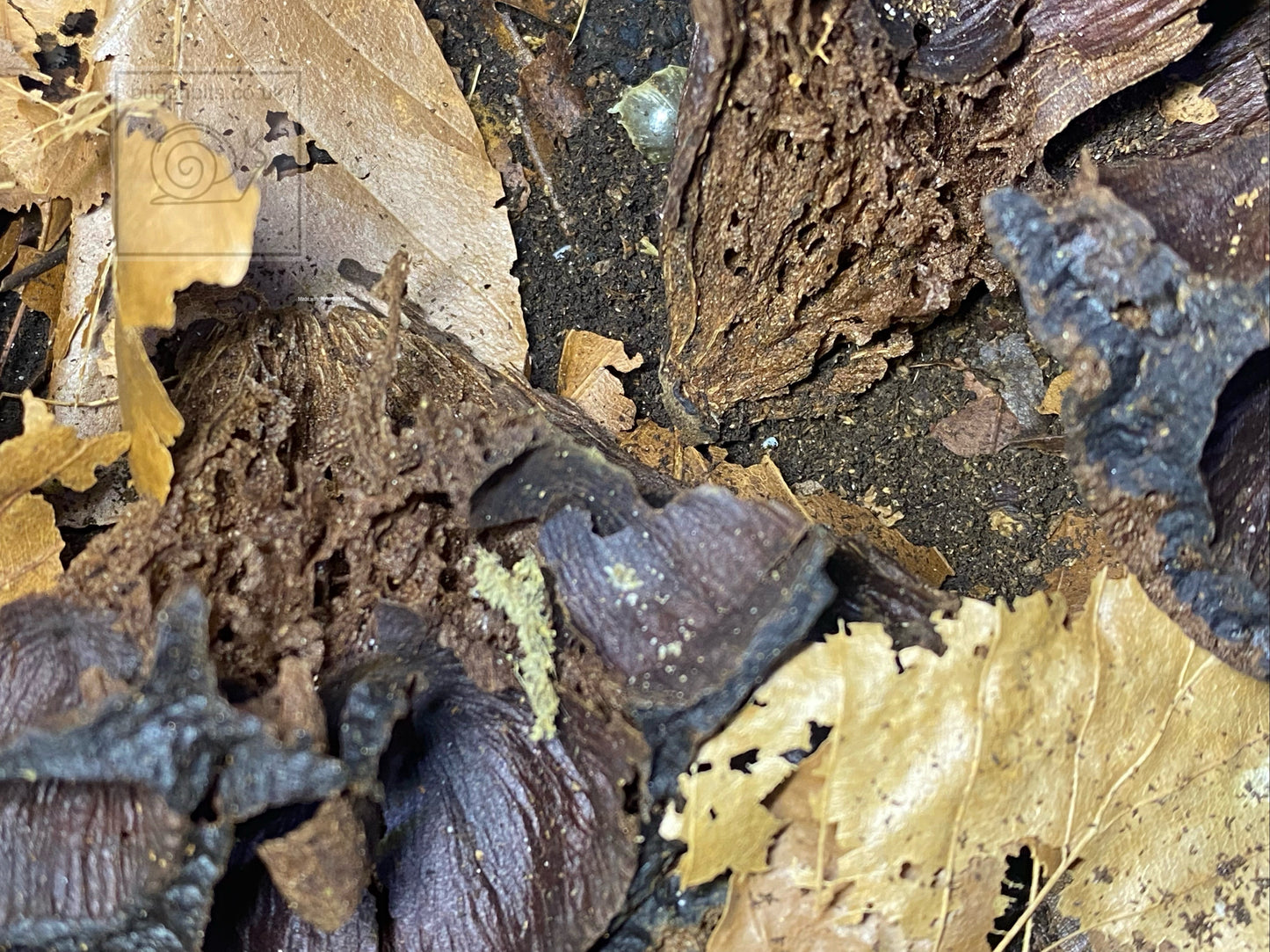 Lotus Seed Pod Heads
