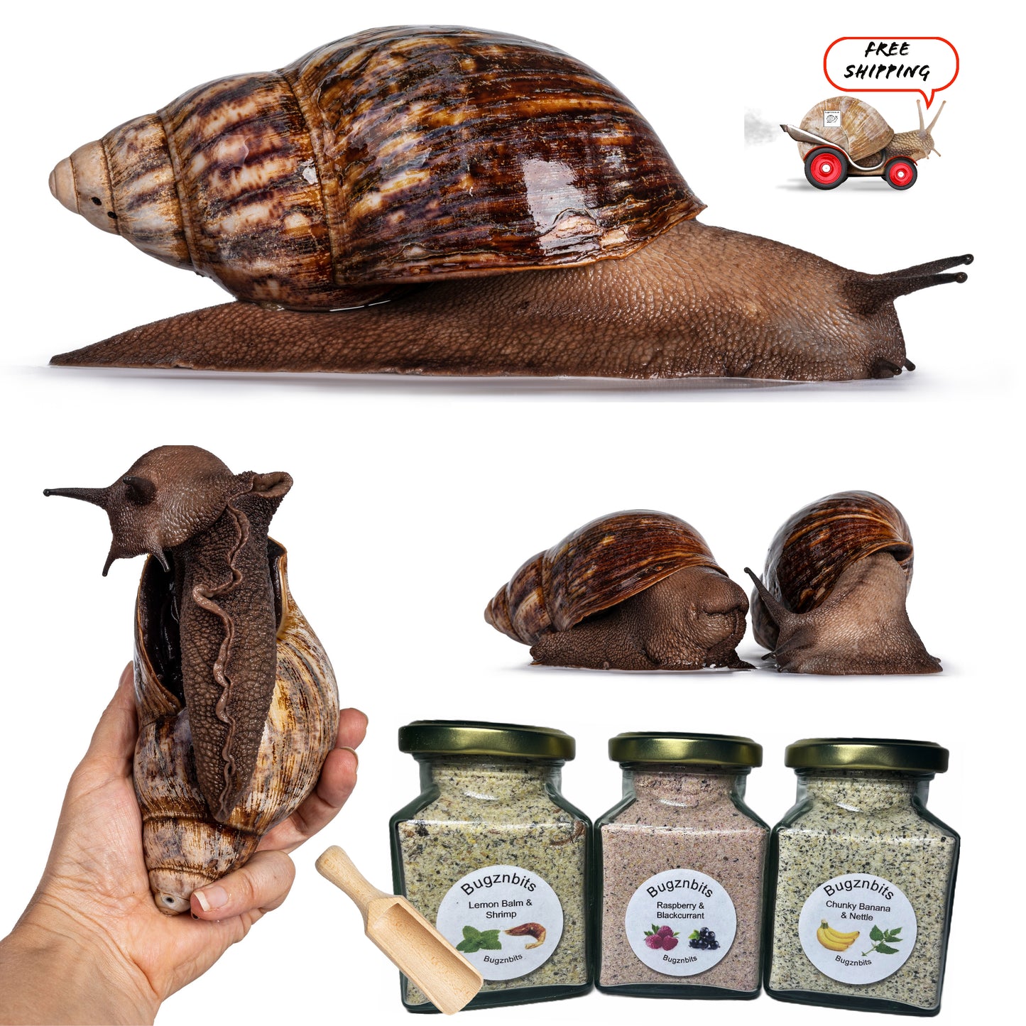 Premium Land Snail Food, 3 x 200ml Jars