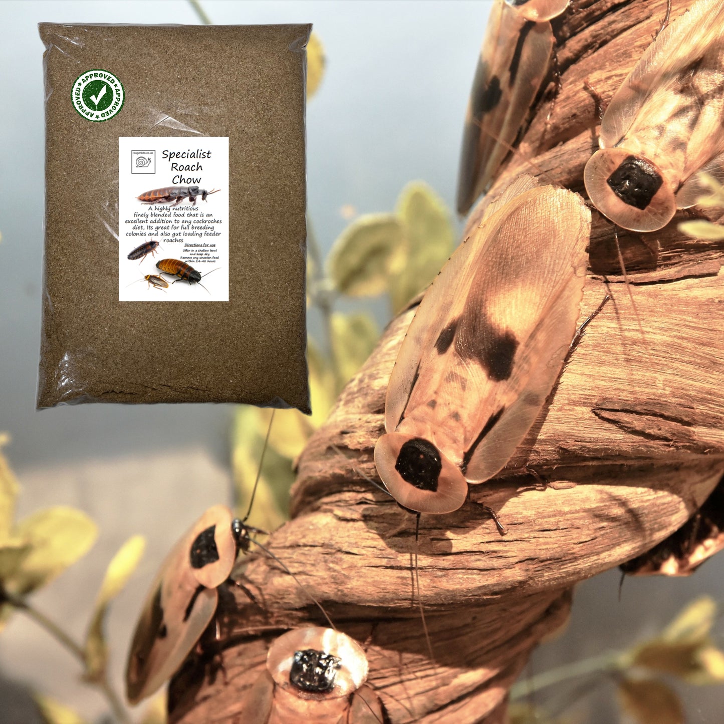 Specialist Roach Chow, 2 Variations To Choose From