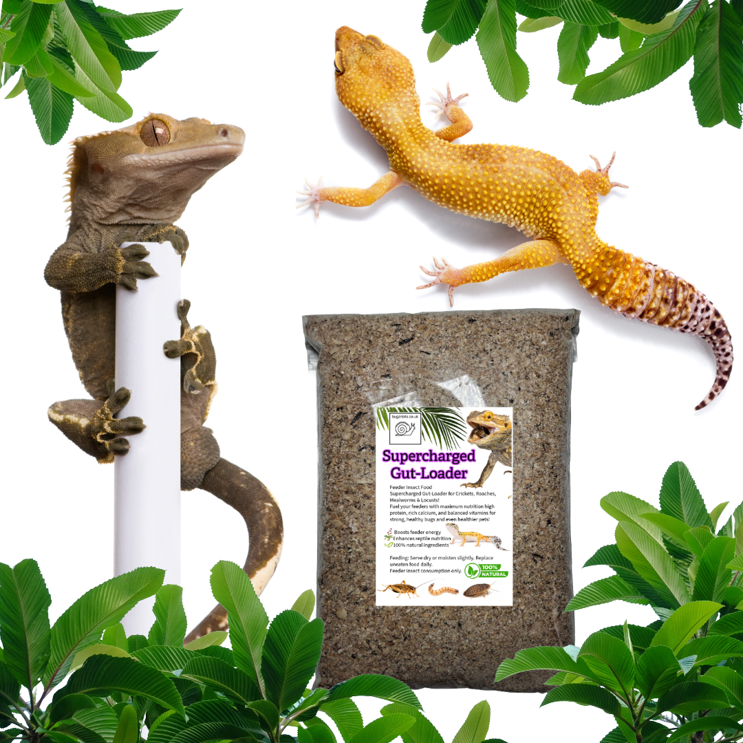 Supercharged Bug-Booster Gut-Loading Feed