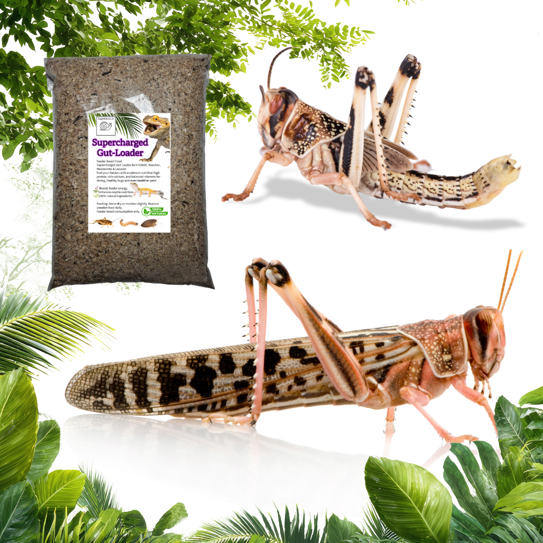 Supercharged Bug-Booster Gut-Loading Feed