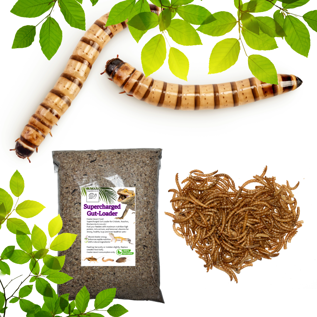 Supercharged Bug-Booster Gut-Loading Feed