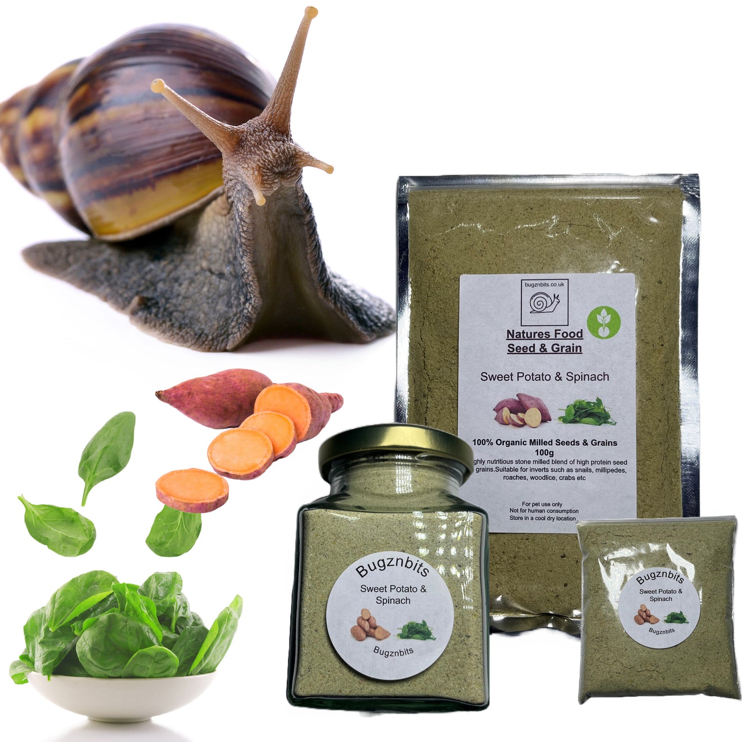 Premium Giant African Land Snail Food