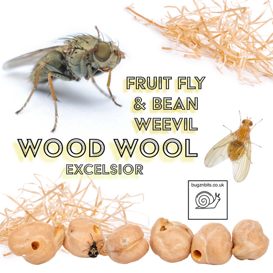 Wood Wool Excelsior, Fruit Fly & Bean Weevil for Breeding Insect Cultures